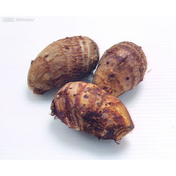 New Crop/Top Quality/Fresh Taro (60-80g)